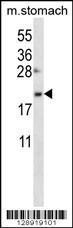 Anti-OSTC Rabbit Polyclonal Antibody (PE (Phycoerythrin))