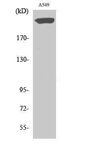 Western blot analysis of A549 cells using Anti-PTPRZ1 Antibody