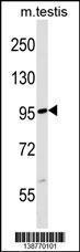 Anti-FBXL19 Rabbit Polyclonal Antibody (PE (Phycoerythrin))