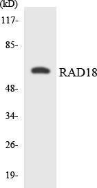 Western blot analysis of the lysates from COLO205 cells using Anti-RAD18 Antibody