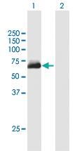 Anti-METTL14 Mouse Polyclonal Antibody