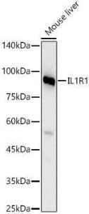 Antibody anti-IL1R1 100 µl