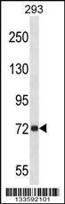 Anti-APP Rabbit Polyclonal Antibody (FITC (Fluorescein Isothiocyanate))