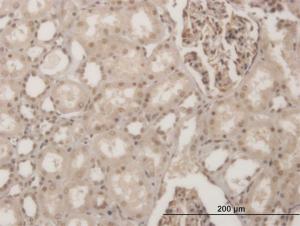 Anti-GSC Mouse Monoclonal Antibody [clone: 2C1]