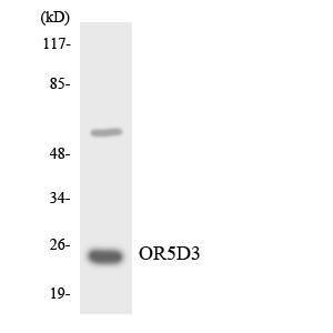 Anti-OR5D3 antibody