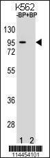 Anti-C18orf8 Rabbit Polyclonal Antibody