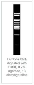 FERMER1021 - ENZYME BSTXI 500 UNITS