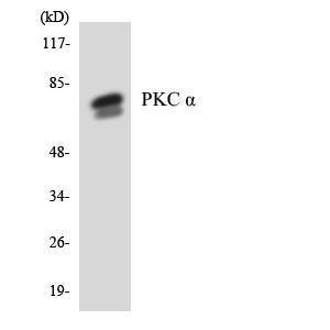 Western blot analysis of the lysates from HeLa cells using Anti-PKC alpha Antibody