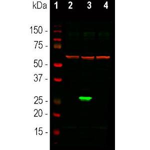 Antibody anti-GFP 3B11 100 µl