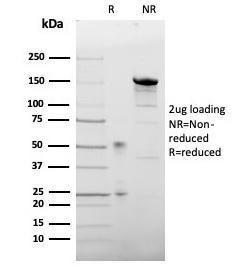 Anti-Leptin Receptor antibody