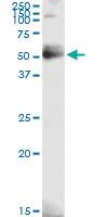 Anti-GMDS Rabbit Polyclonal Antibody