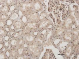 Anti-GSC Mouse Monoclonal Antibody [clone: 2C1]