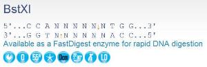 FERMER1021 - ENZYME BSTXI 500 UNITS