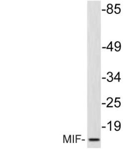 Western blot analysis of lysate from HepG2 cells using Anti-MIF Antibody