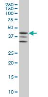 Anti-MAPKAPK2 Mouse Monoclonal Antibody [clone: 2B3]