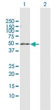 Anti-PDE7B Rabbit Polyclonal Antibody