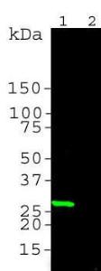 Antibody anti-GFP 3B11 100 µl