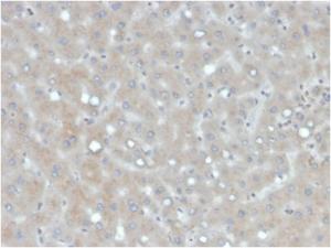 Immunohistochemical analysis of formalin-fixed, paraffin-embedded human liver using Anti-Apolipoprotein B Antibody [APOB/4333]