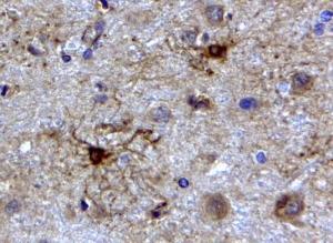 Anti-GFAP Antibody (A83720) (2 µg/ml) staining of paraffin embedded Human Cerebellum Steamed antigen retrieval with citrate buffer pH 6, HRP-staining