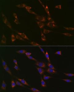 Immunofluorescence analysis of NIH-3T3 cells using Anti-RPS3 Antibody [ARC0302] (A305397) at a dilution of 1:100 (40X lens). DAPI was used to stain the cell nuclei (blue)