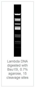 FERMER0141 - ENZYME BSU15I 600 UNITS