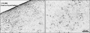 Anti-GFAP Antibody (A83720) (001 µg/ml) staining of PFA-perfused cryosection of Human Hypothalamus Antigen retrieval with citrate buffer pH 6 at 80C for 30min, HRP-staining with Ni-DAB after Biotin-SP-antigoat amplification