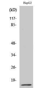 Western blot analysis of various cells using Anti-MIF Antibody