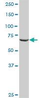 Anti-RALBP1 Rabbit Polyclonal Antibody