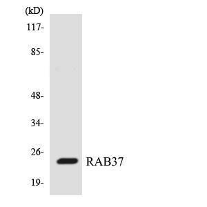 Western blot analysis of the lysates from HepG2 cells using Anti-RAB37 Antibody