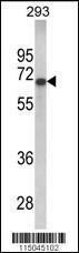 Anti-GPC4 Rabbit Polyclonal Antibody