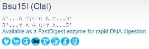 FERMER0141 - ENZYME BSU15I 600 UNITS