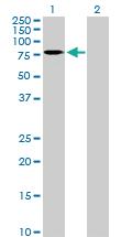 Anti-CNOT2 Rabbit Polyclonal Antibody