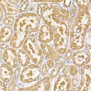 Immunohistochemistry analysis of paraffin-embedded rat kidney using Anti-USP9Y Antibody (A309204) at a dilution of 1:100 (40x lens). Perform high pressure antigen retrieval with 10 mM citrate buffer pH 6.0 before commencing with IHC staining protocol