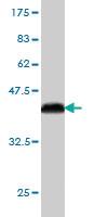 Anti-PCDHB3 Mouse Monoclonal Antibody [clone: 4F6]