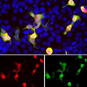 Immunofluorescent analysis of HEK293 cells transfected with mCherry and stained with Anti-mCherry Antibody (A85304), viewed in a confocal microscope. Most HEK293 cells are not transfected so only the nucleus of these cells can be visualized with a blue DNA stain.