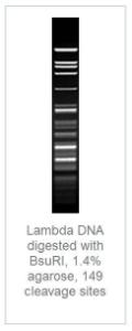 FERMFD0154 - ENZYME FD BSURI 400µL (400RXN)