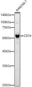 Western blot analysis of extracts of RAW264. 7 cells, using Anti-CD14 Antibody (A9747) at 1:600 dilution. The secondary antibody was Goat Anti-Rabbit IgG H&L Antibody (HRP) at 1:10,000 dilution.