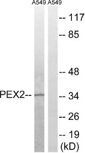 Anti-PXMP3 antibody