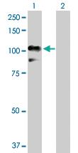 Anti-RALBP1 Rabbit Polyclonal Antibody