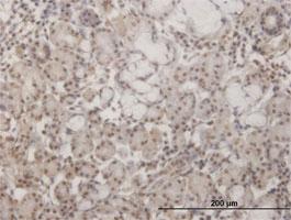 Anti-GSC Mouse Monoclonal Antibody [clone: 1C2]