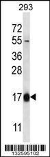 Anti-HBQ1 Rabbit Polyclonal Antibody (Biotin)