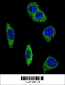 Anti-ADRA2B Rabbit Polyclonal Antibody (AP (Alkaline Phosphatase))