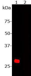 Western blot analysis of Anti-mCherry Antibody (1:2,000): 1: HEK293 cells transfected with pFin-EF1-mCherry vector.&nbsp;There is a strong clean band at about 29 kDa&nbsp;corresponding to mCherry. 2: HEK293 cells which were not transfected with this vector show no protein bands