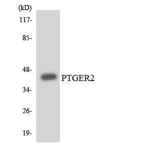 Western blot analysis of the lysates from HUVEC cells using Anti-PTGER2 Antibody