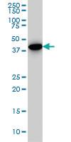 Anti-CNOT2 Mouse Monoclonal Antibody [clone: 3F1]