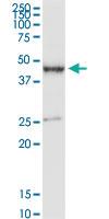 Anti-PDE7B Rabbit Polyclonal Antibody