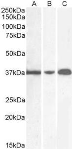 Anti-GAPDH Goat Polyclonal Antibody