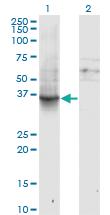 Anti-GNAI1 Mouse Monoclonal Antibody [clone: 2B8-2A5]