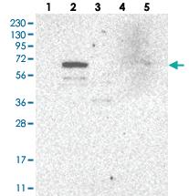 Anti-WDR49 Rabbit Polyclonal Antibody