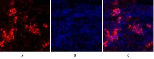 Immunofluorescence analysis of rat spleen tissue using Anti-MIF Antibody (red) at 1:200 (4°C overnight). Cy3 labelled secondary antibody was used at 1:300 (RT 50min). Panel A: Target. Panel B: DAPI. Panel C: Merge